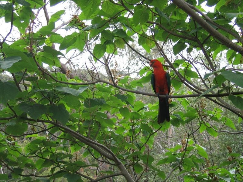 3 Kaola Street, Belgrave VIC 3160