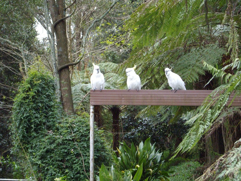 9 Selby-Aura Road, Selby VIC 3159