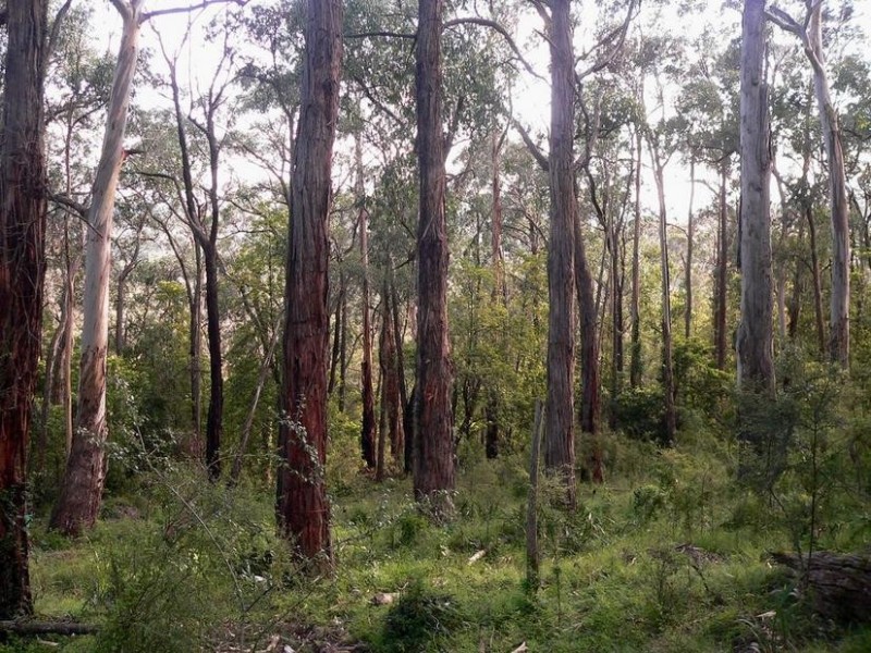 6 View Road, Tecoma VIC 3160