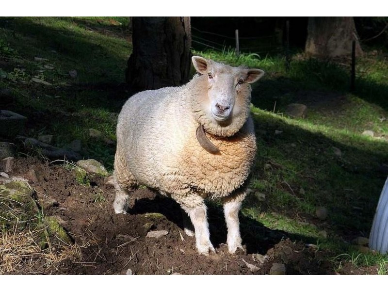 39 Terrys Avenue, Belgrave VIC 3160