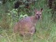 Lot 1, 185 Belgrave-Gembrook Road, Selby VIC 3159