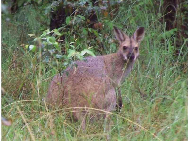 Lot 1, 185 Belgrave-Gembrook Road, Selby VIC 3159