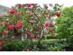 31 Grantulla Road, Kallista VIC 3791