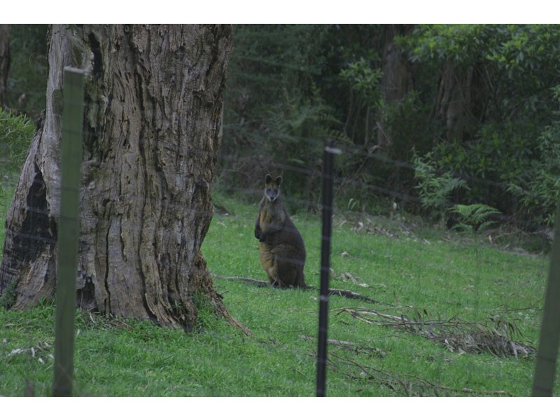 126 Belgrave-Hallam Road, Belgrave South VIC 3160