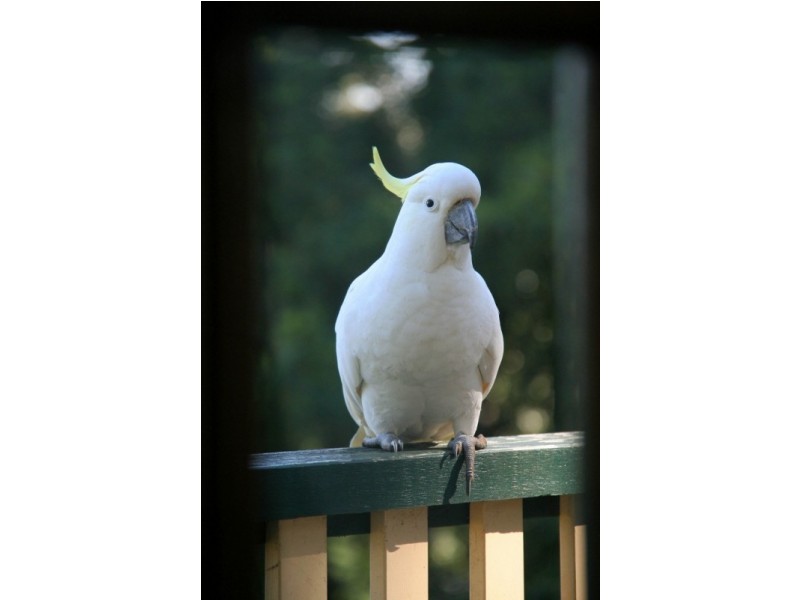 39 Terrys Avenue, Belgrave VIC 3160