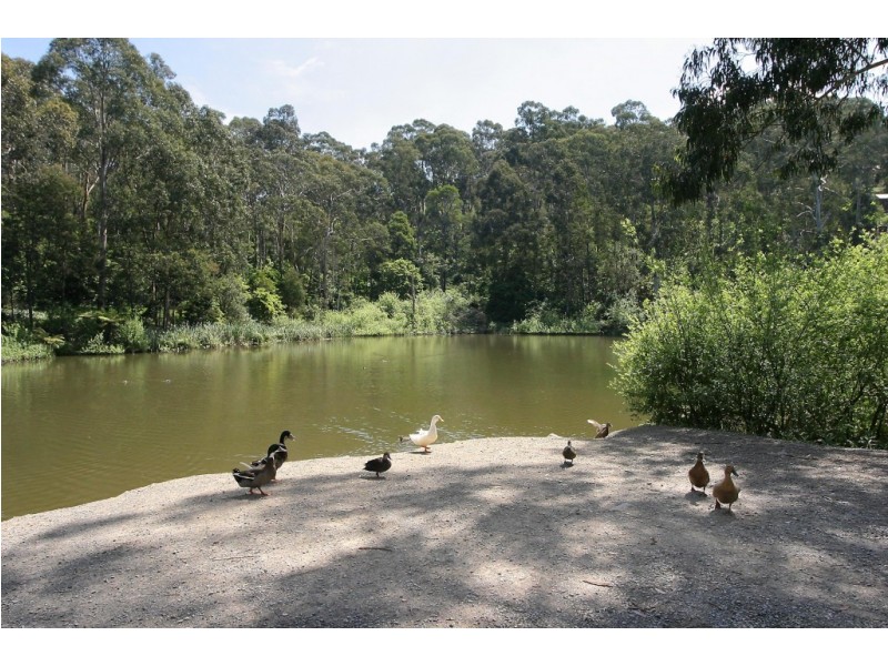54 Arbor Avenue, Belgrave VIC 3160