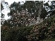 71 Grantulla Road, Kallista VIC 3791