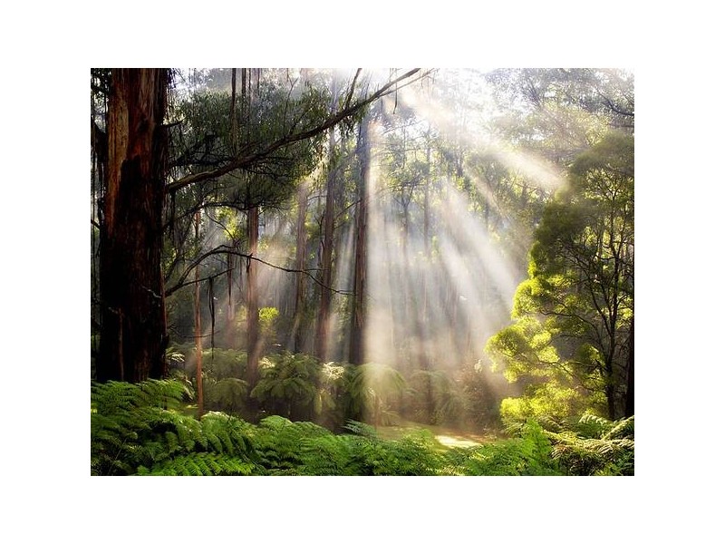 76 Sassafras Creek Road, Kallista VIC 3791