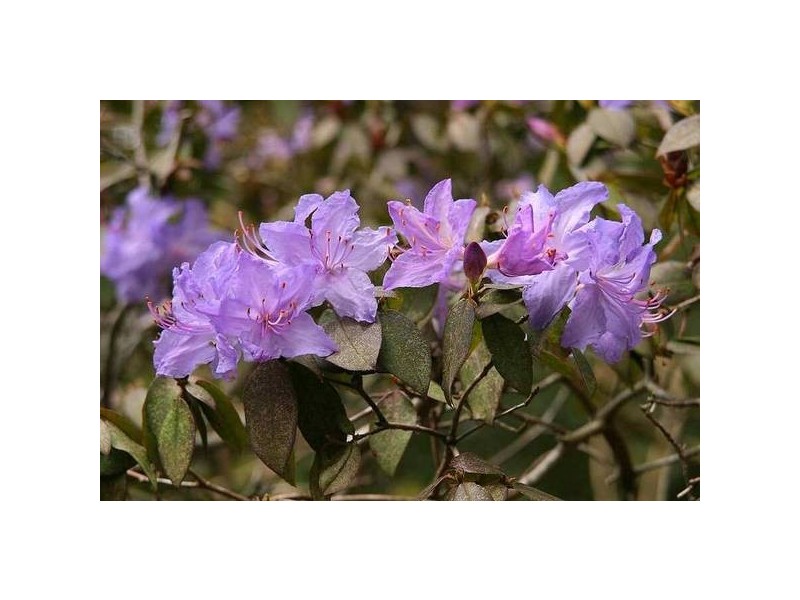 23 Ridge Road, Kallista VIC 3791