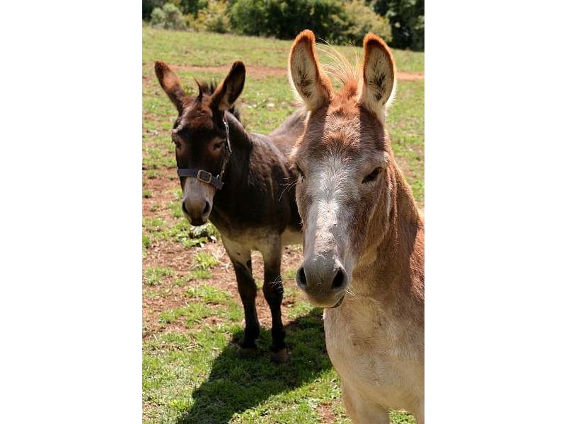 425 Sheep Station Creek Road, Yellingbo VIC 3139