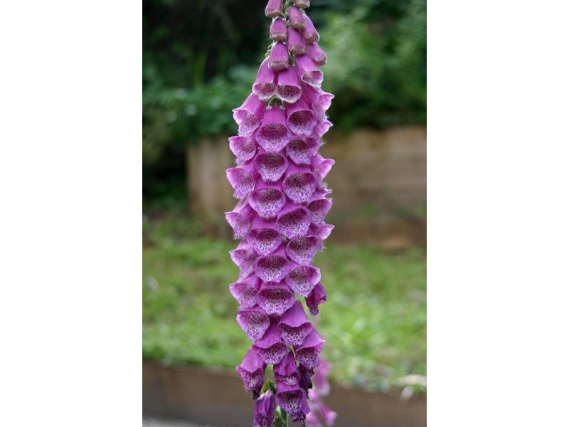 425 Sheep Station Creek Road, Yellingbo VIC 3139