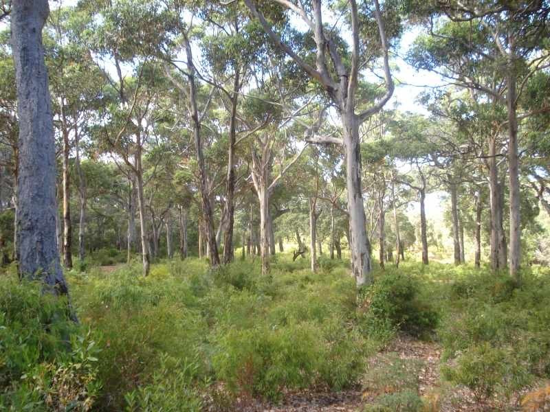 54 Colyer Drive, Hamelin Bay WA 6288