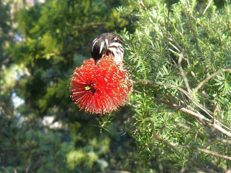 Lot 254, 14 Warrior Way, Molloy Island WA 6290