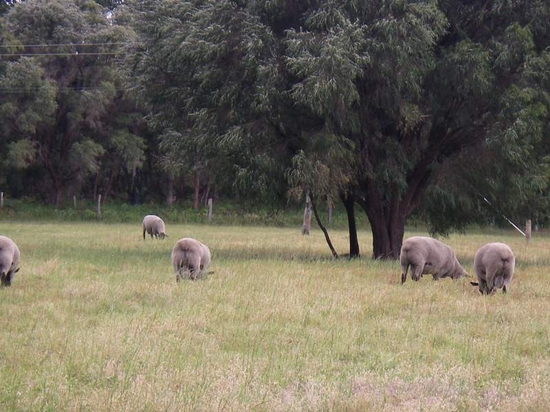 Lot 22, 204 Twenty Four Road, Karridale WA 6288