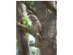 Gulmarrad NSW 2463