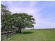 Lawrence NSW 2460