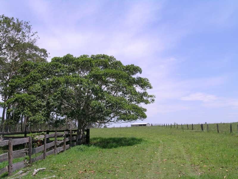 Lawrence NSW 2460