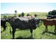 76 Mangrove Creek Road, Tullymorgan NSW 2463
