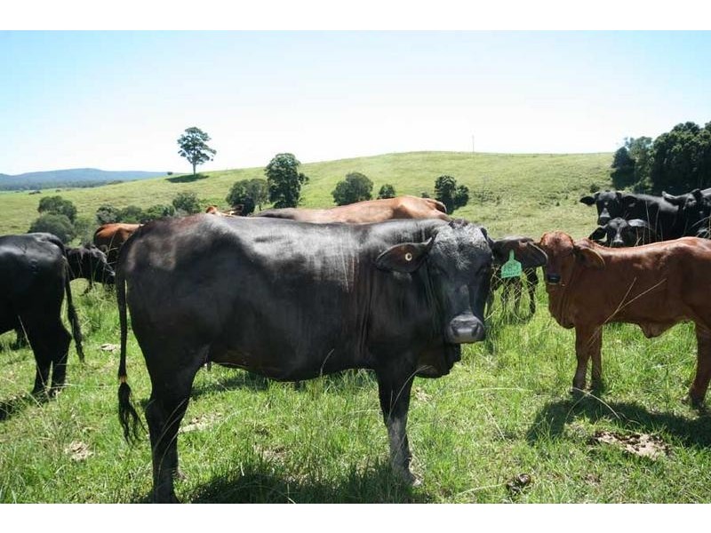 76 Mangrove Creek Road, Tullymorgan NSW 2463