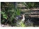 Lot 13 McIntyres Lane, Gulmarrad NSW 2463