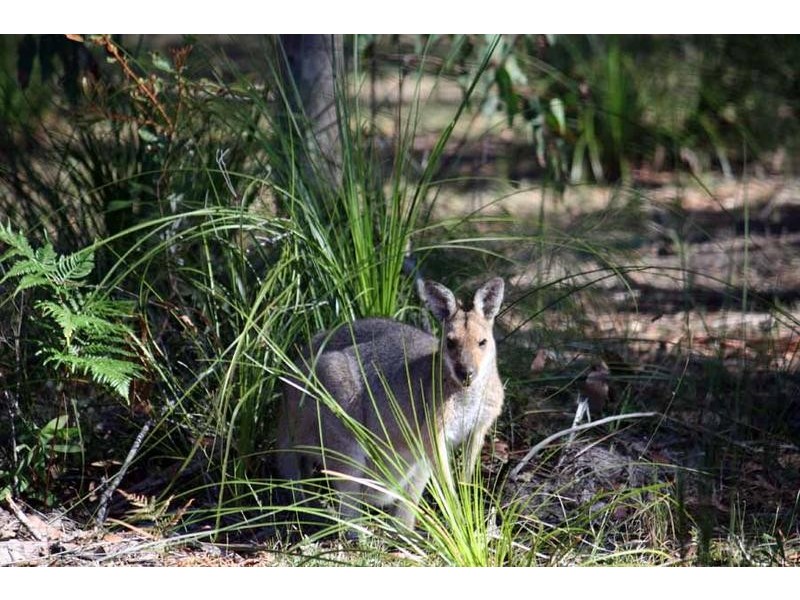 Lot 13 McIntyres Lane, Gulmarrad NSW 2463