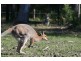 Lot 14 McIntyres Lane, Gulmarrad NSW 2463