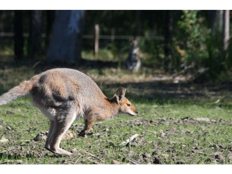 Lot 14 McIntyres Lane, Gulmarrad NSW 2463