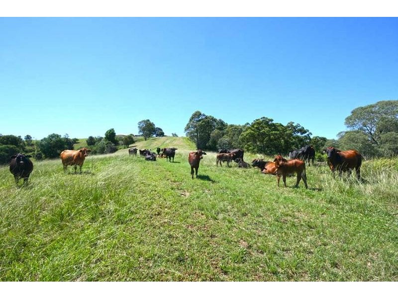 76 Mangrove Creek Road, Tullymorgan NSW 2463