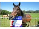 Maclean NSW 2463