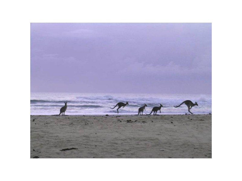 92 Ocean Road, Brooms Head NSW 2463