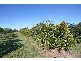Lawrence NSW 2460