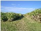 Chatsworth NSW 2469