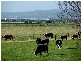 499 Agar Rd, Coronet Bay VIC 3984