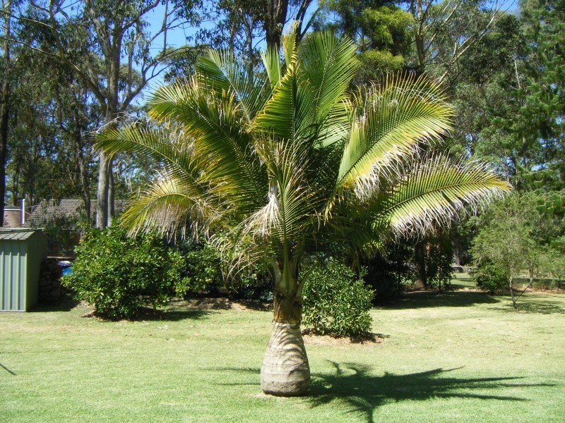 9 Wilga Road, Medowie NSW 2318