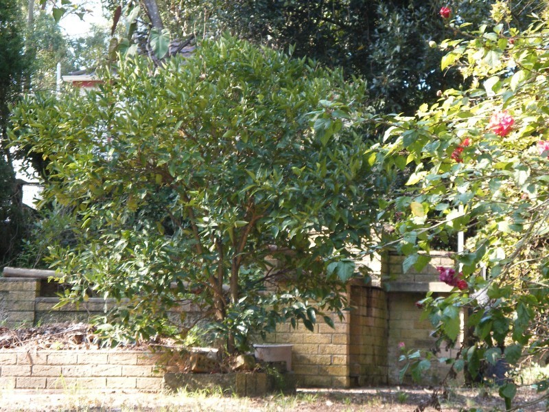 16 Round Hill Close, Karuah NSW 2324