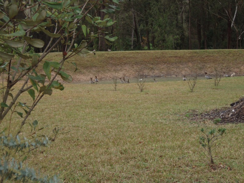 5 Eskdale Park Drive, Seaham NSW 2324