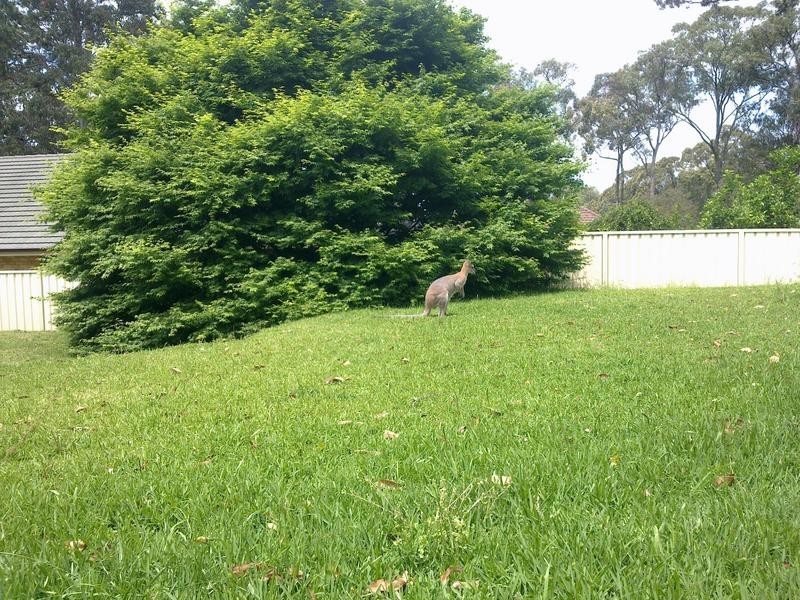 5 Merriwa BLVD, North Arm Cove NSW 2324