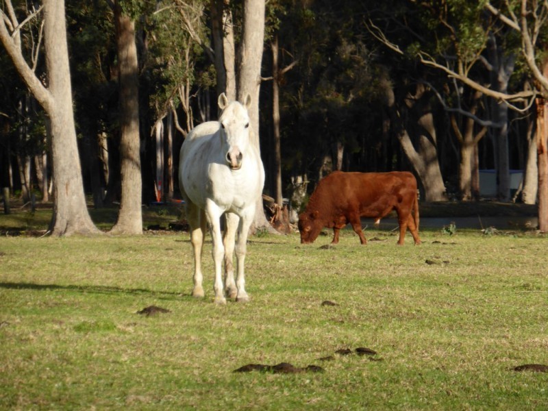 426 Swan Bay Road, Swan Bay NSW 2324