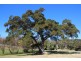 38 Dixon Street, Seaham NSW 2324