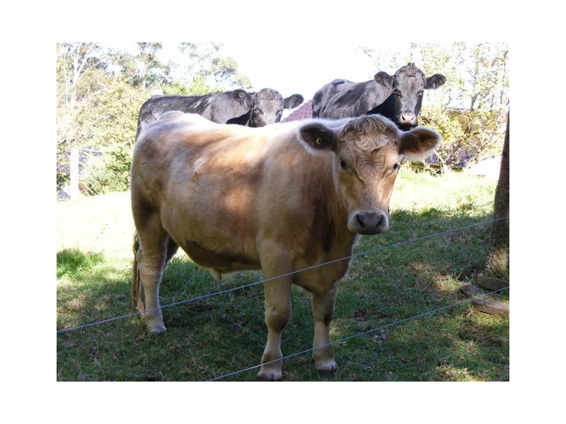 604b Mossvale Road, Cambewarra NSW 2540