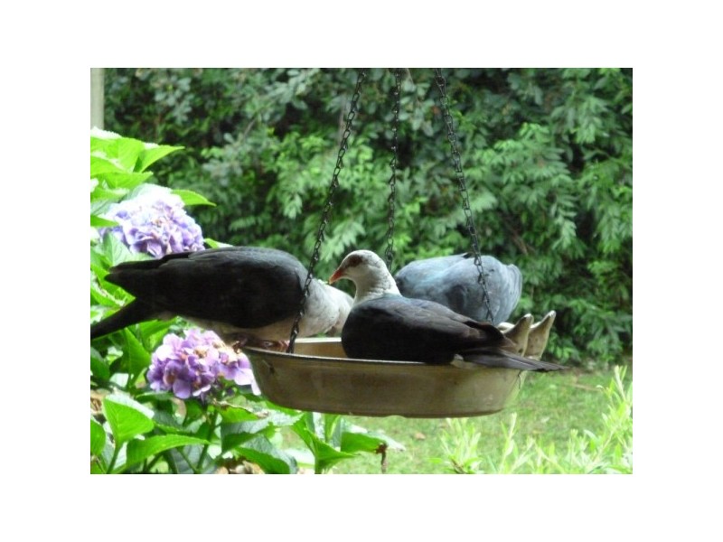 42 Croziers Road, Berry NSW 2535