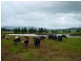 490 Backforest Road, Berry NSW 2535