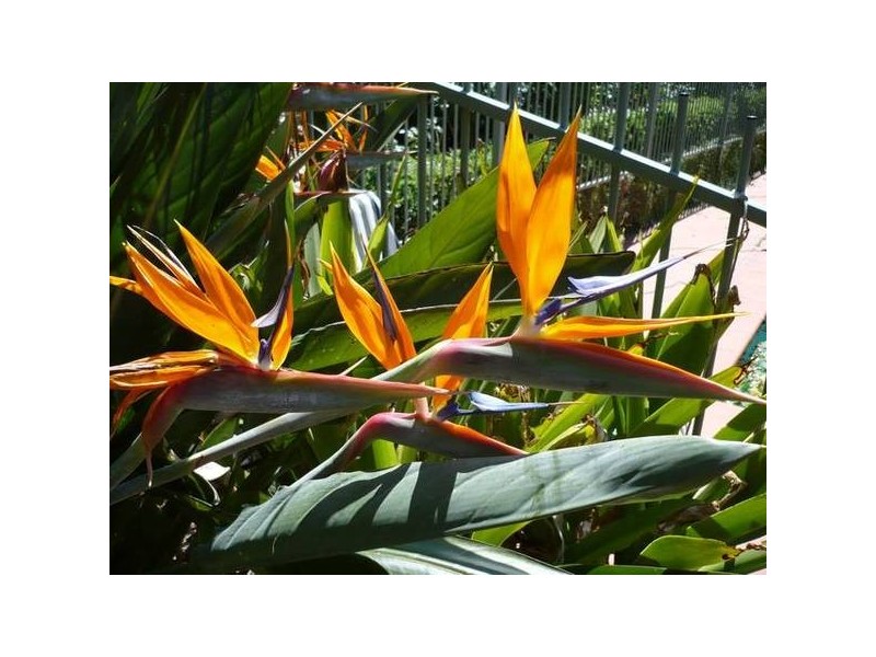 125 Brinawarr Street, Bomaderry NSW 2541