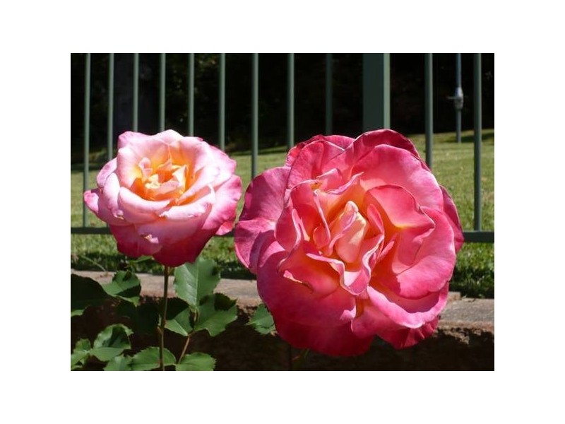 125 Brinawarr Street, Bomaderry NSW 2541