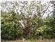 Devereux Creek QLD 4753