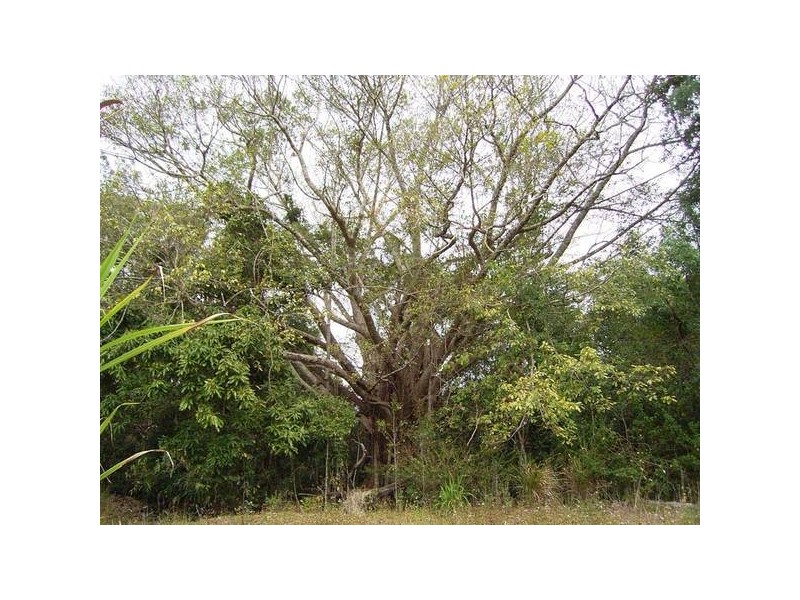 Devereux Creek QLD 4753