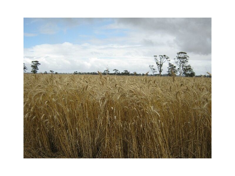 00 Bordertown Frances Road, Bordertown SA 5268