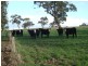 00 Beeamma – Parsons Road, Padthaway SA 5271