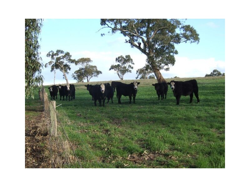 00 Beeamma – Parsons Road, Padthaway SA 5271