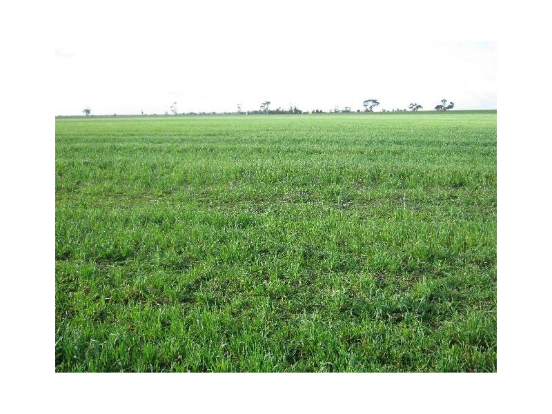 ” Rosedale”, Mundulla SA 5270